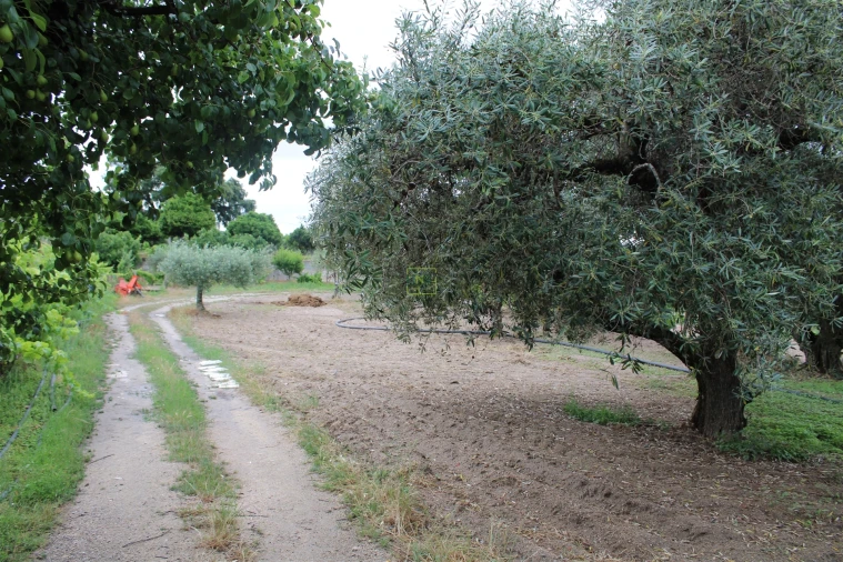 Quinta T0 para Venda em Vale de Prazeres e Mata da Rainha Foto 21