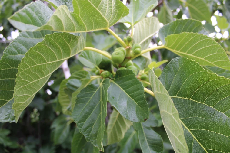 Quinta T0 para Venda em Vale de Prazeres e Mata da Rainha Foto 27