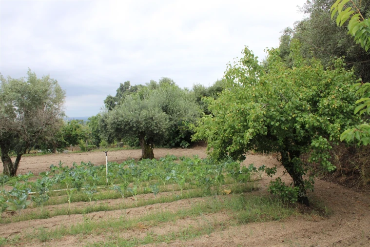 Quinta T0 para Venda em Vale de Prazeres e Mata da Rainha Foto 4