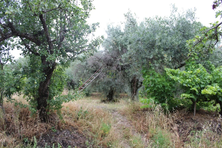 Quinta T0 para Venda em Vale de Prazeres e Mata da Rainha Foto 16