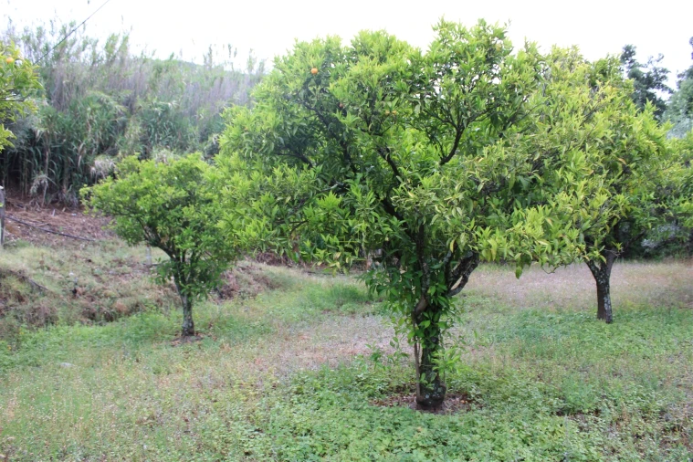 Quinta T0 para Venda em Vale de Prazeres e Mata da Rainha Foto 11