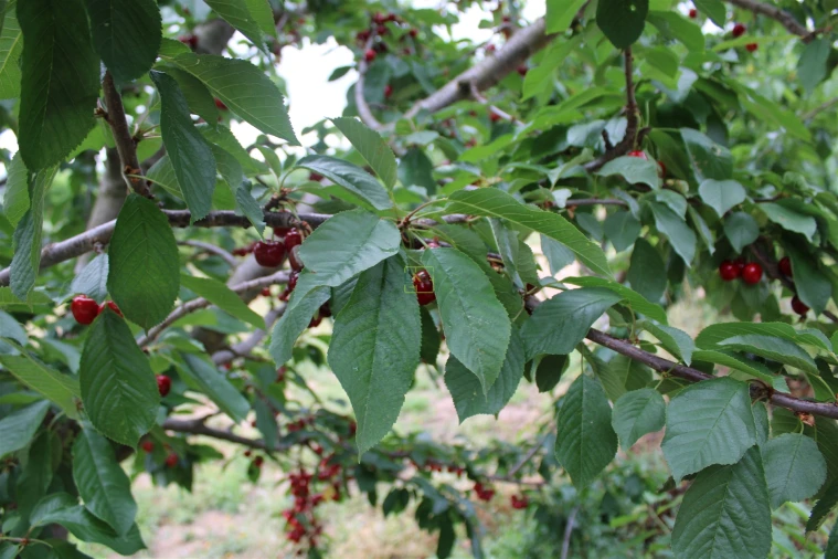 Quinta T0 para Venda em Vale de Prazeres e Mata da Rainha Foto 33