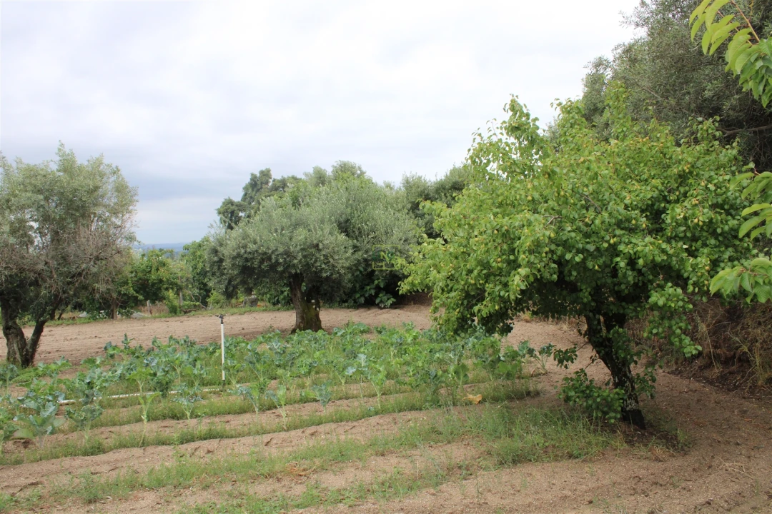 Quinta T0 para Venda em Vale de Prazeres e Mata da Rainha Foto 4