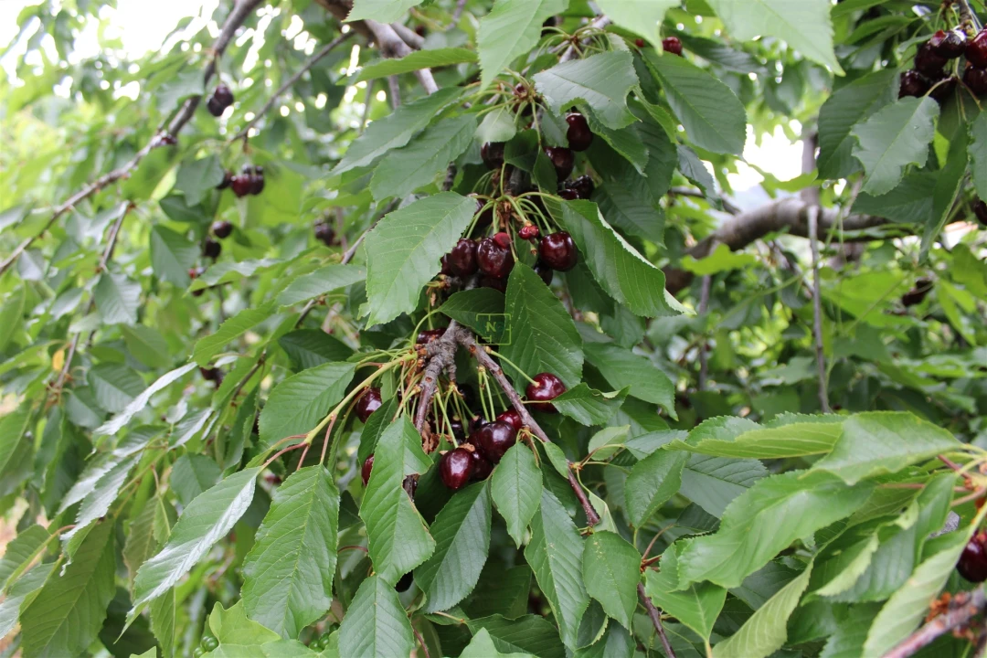 Quinta T0 para Venda em Vale de Prazeres e Mata da Rainha Foto 31