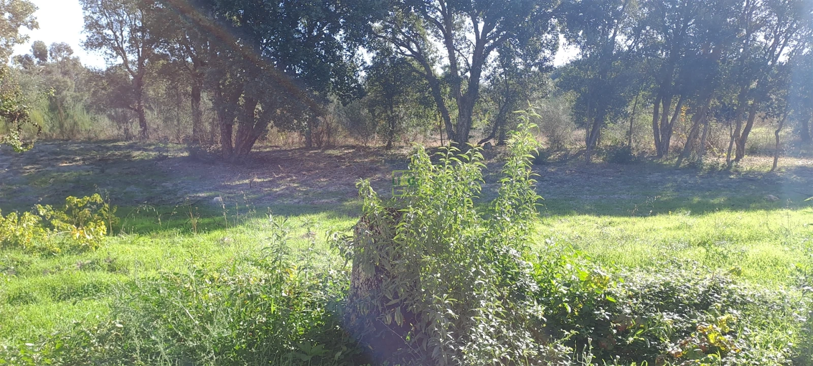 Terreno Agricola ou Rústico para Venda em Aldeia do Bispo, Águas e Aldeia de João Pires Foto 12