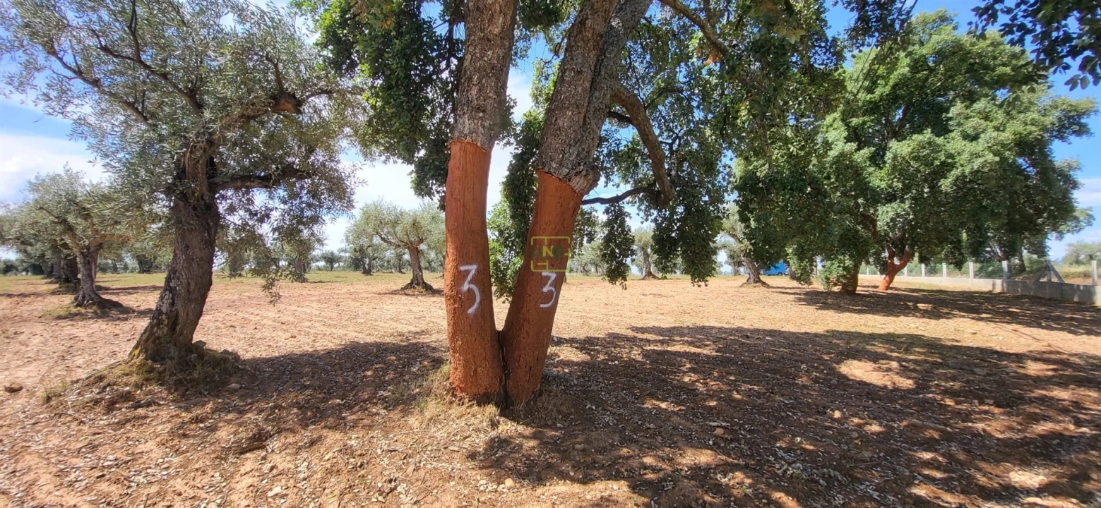 Terreno Agricola ou Rústico para Venda em Freixial e Juncal do Campo Foto 8