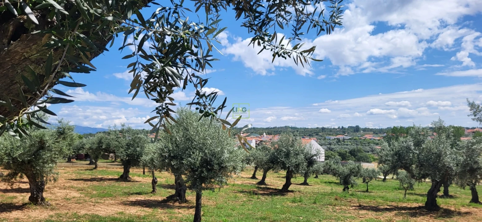 Terreno Agricola ou Rústico para Venda em Freixial e Juncal do Campo Foto 1