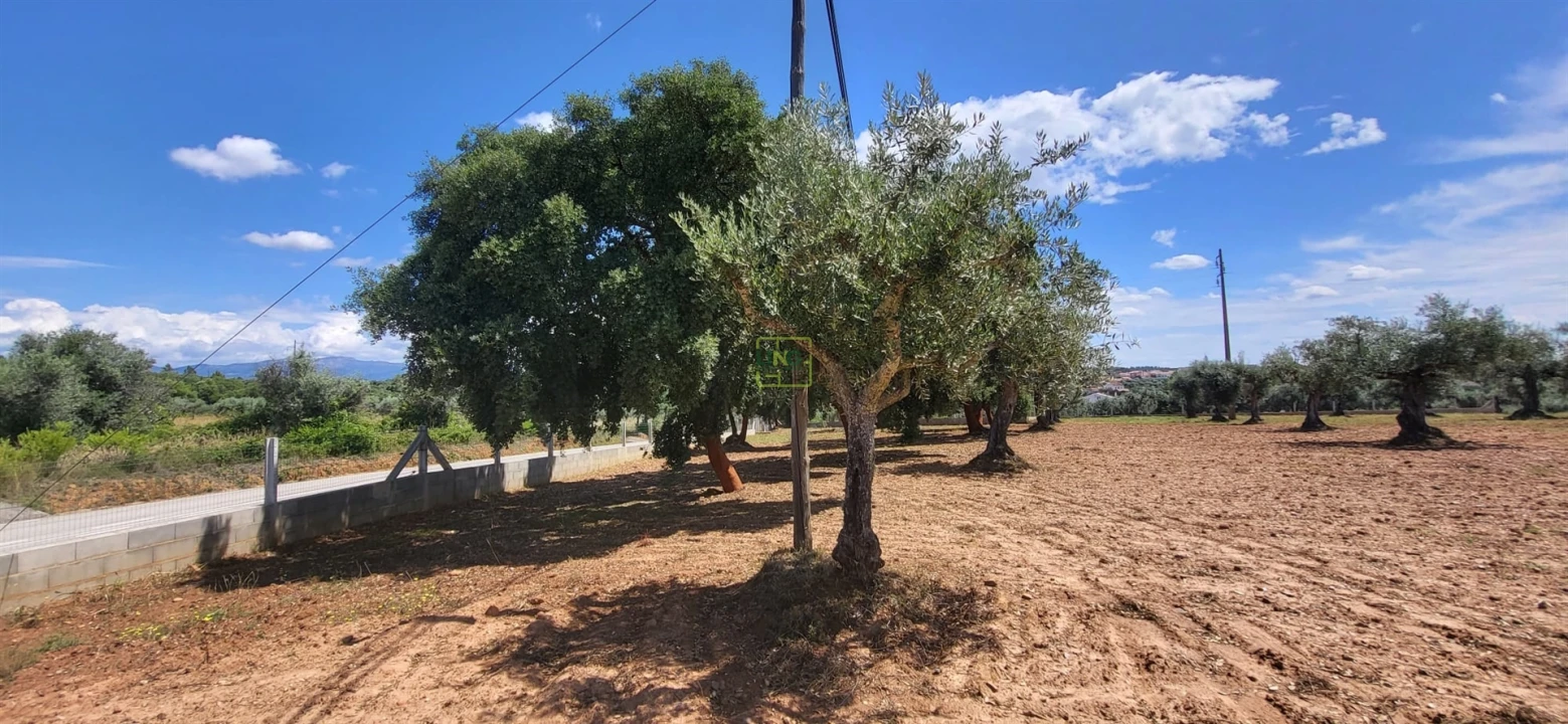 Terreno Agricola ou Rústico para Venda em Freixial e Juncal do Campo Foto 6
