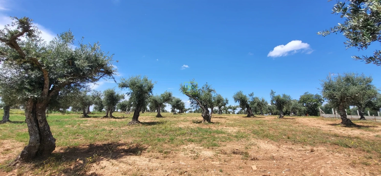 Terreno Agricola ou Rústico para Venda em Freixial e Juncal do Campo Foto 16