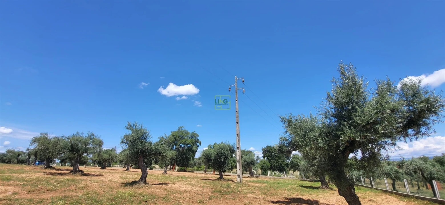 Terreno Agricola ou Rústico para Venda em Freixial e Juncal do Campo Foto 14