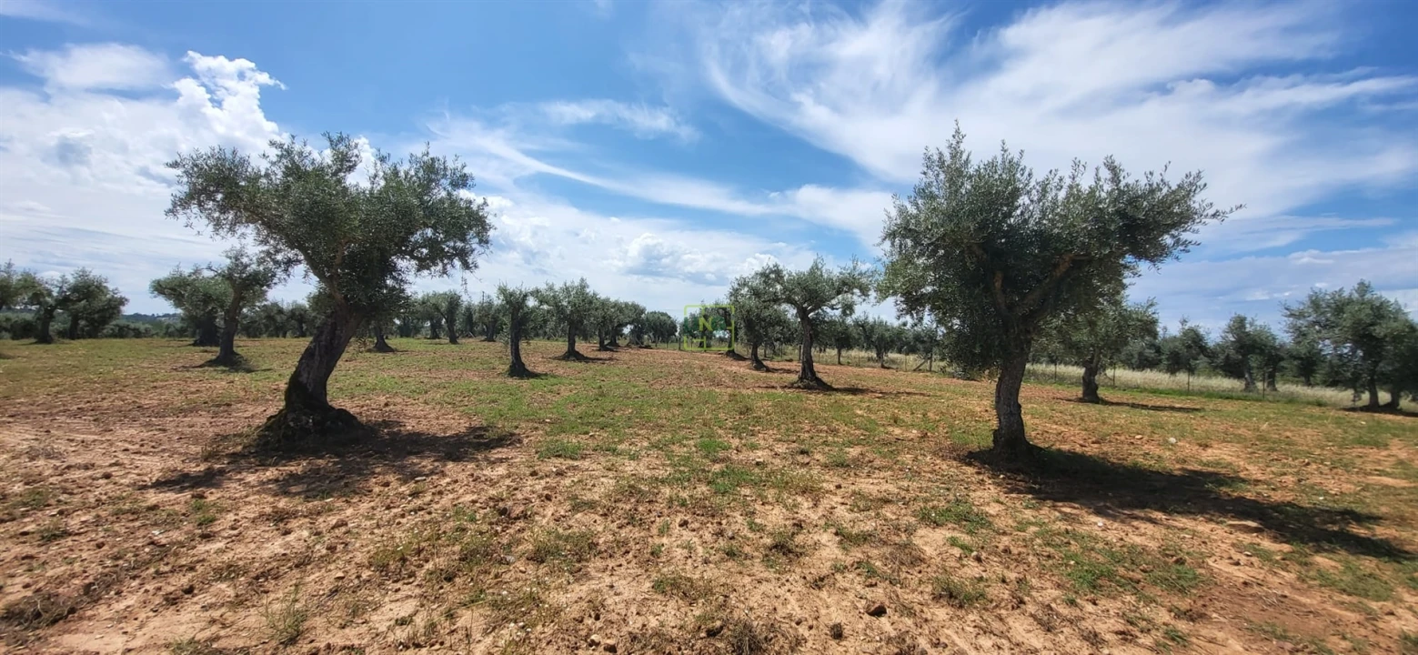 Terreno Agricola ou Rústico para Venda em Freixial e Juncal do Campo Foto 3