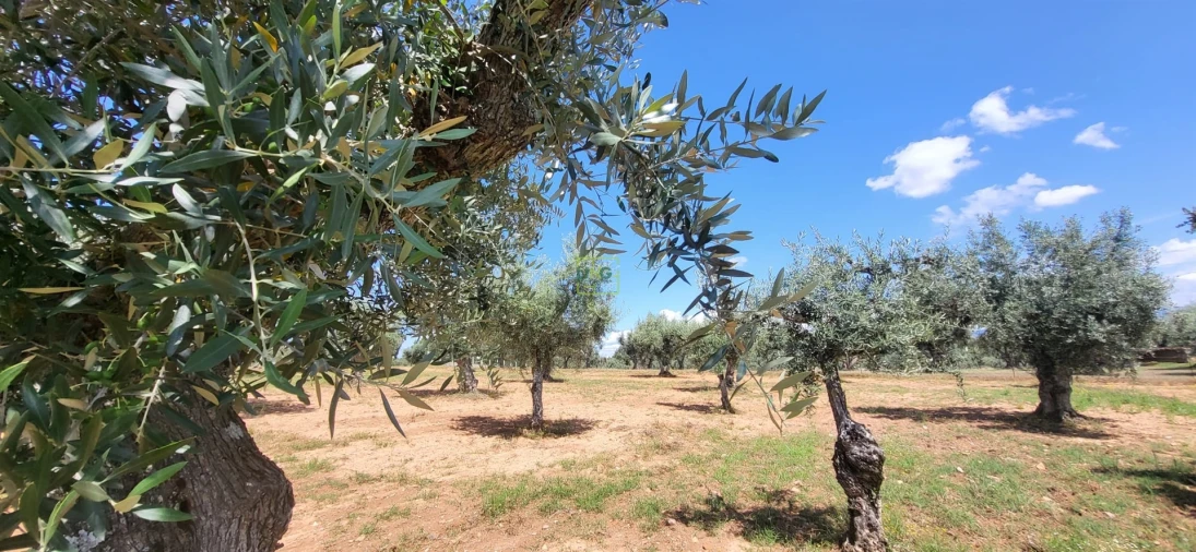 Terreno Agricola ou Rústico para Venda em Freixial e Juncal do Campo Foto 17