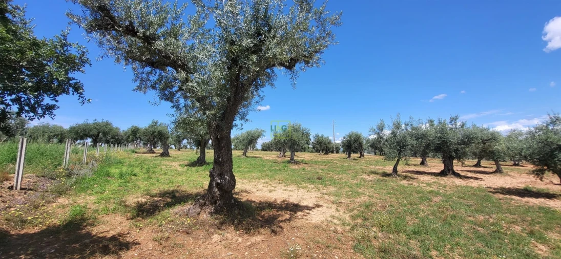 Terreno Agricola ou Rústico para Venda em Freixial e Juncal do Campo Foto 19