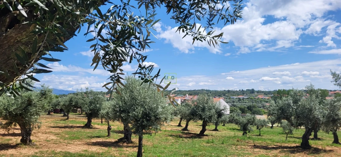 Terreno Agricola ou Rústico para Venda em Freixial e Juncal do Campo Foto 1
