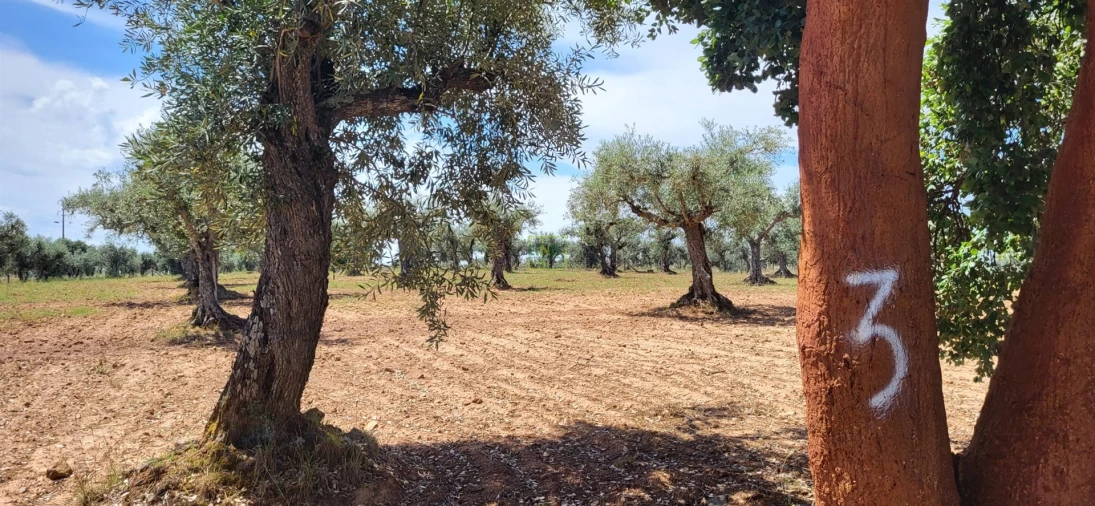 Terreno Agricola ou Rústico para Venda em Freixial e Juncal do Campo Foto 5