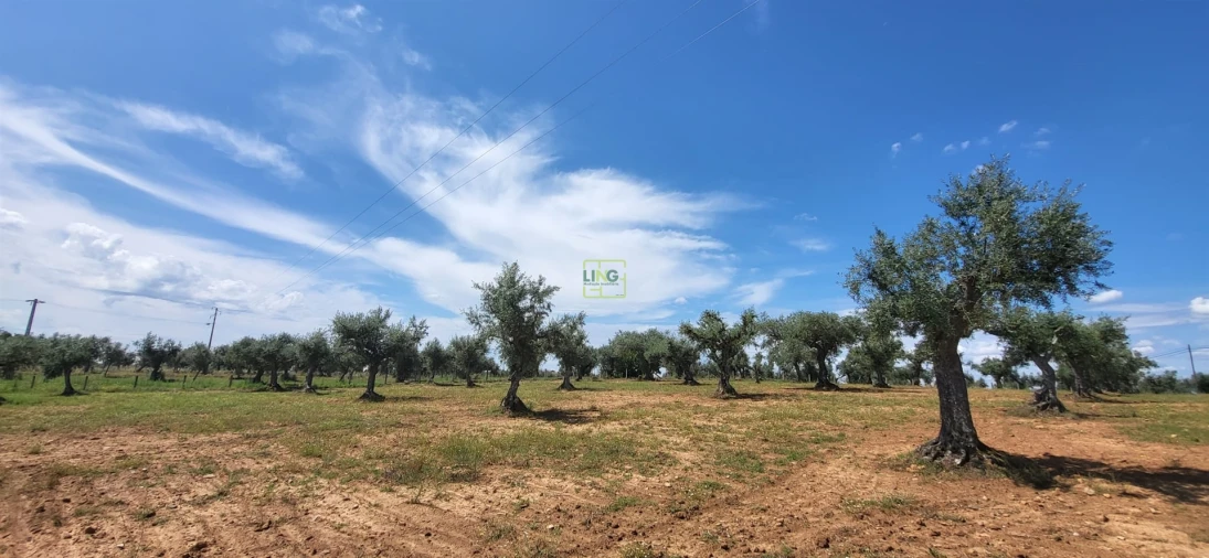 Terreno Agricola ou Rústico para Venda em Freixial e Juncal do Campo Foto 18