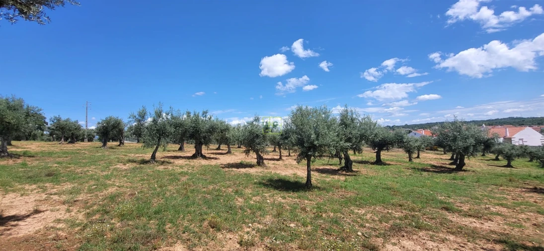 Terreno Agricola ou Rústico para Venda em Freixial e Juncal do Campo Foto 22