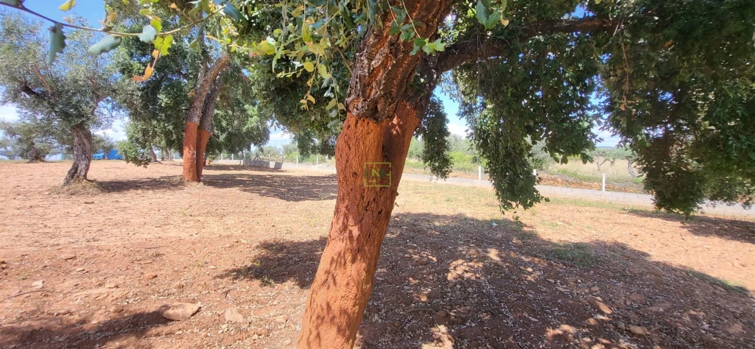 Terreno Agricola ou Rústico para Venda em Freixial e Juncal do Campo Foto 10