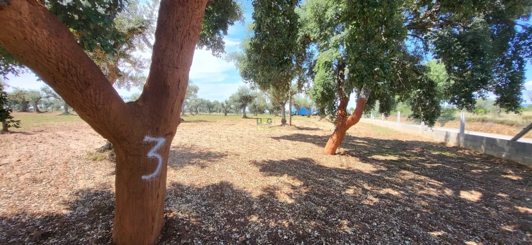 Terreno Agricola ou Rústico para Venda em Freixial e Juncal do Campo Foto 9