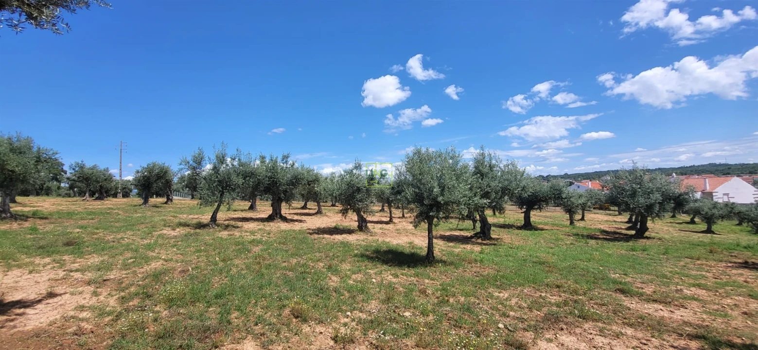 Terreno Agricola ou Rústico para Venda em Freixial e Juncal do Campo Foto 22