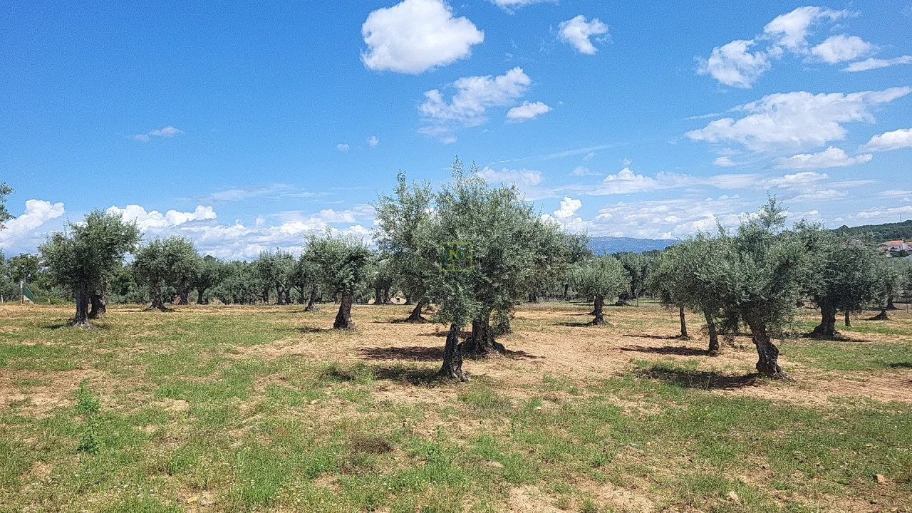 Terreno Agricola ou Rústico para Venda em Freixial e Juncal do Campo Foto 20