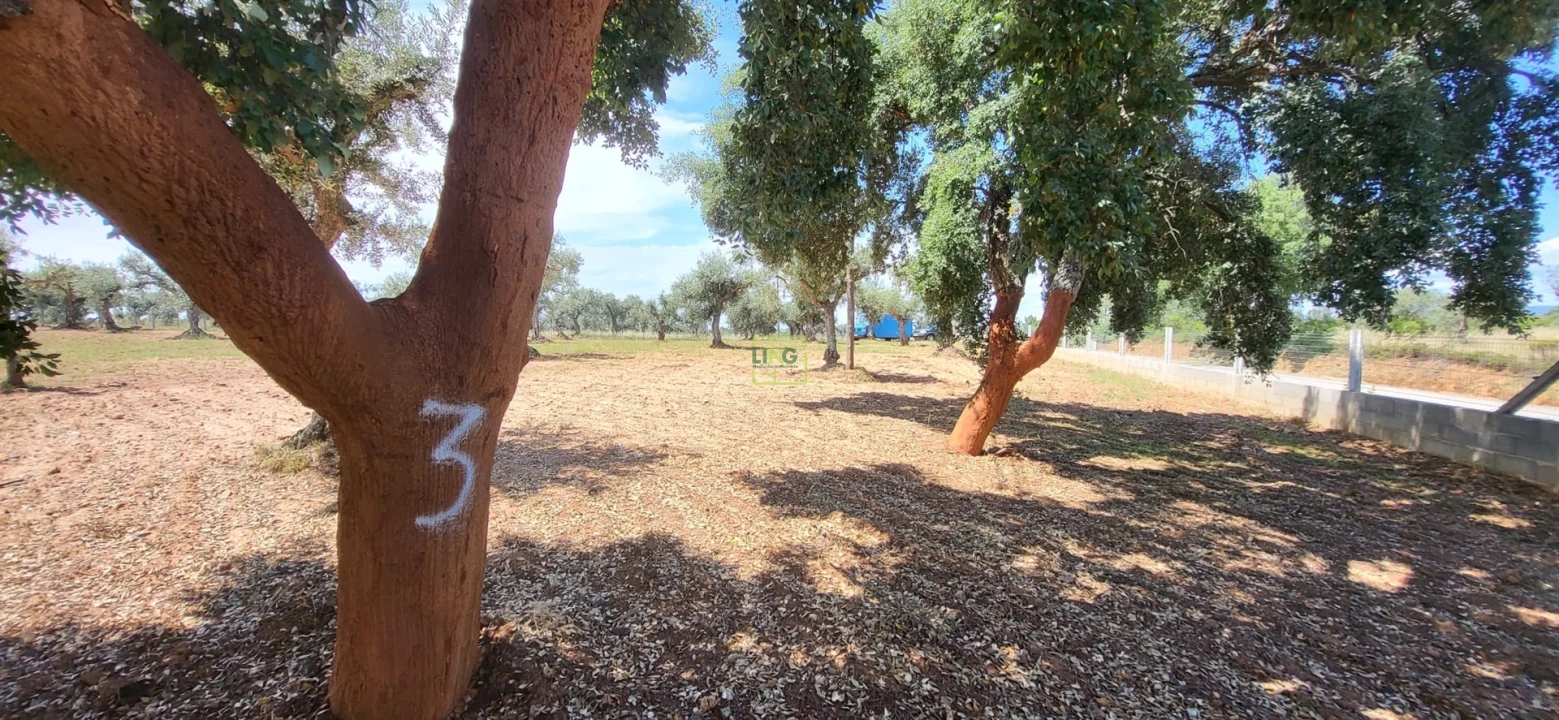 Terreno Agricola ou Rústico para Venda em Freixial e Juncal do Campo Foto 9