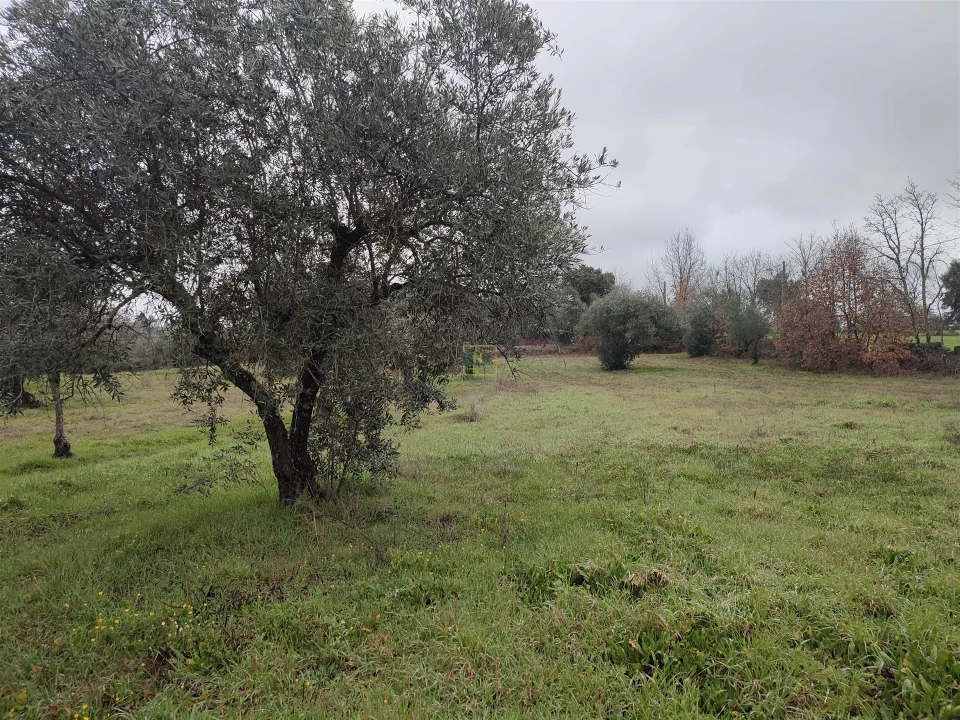 Terreno Agricola ou Rústico para Venda em Aldeia do Bispo, Águas e Aldeia de João Pires Foto 14