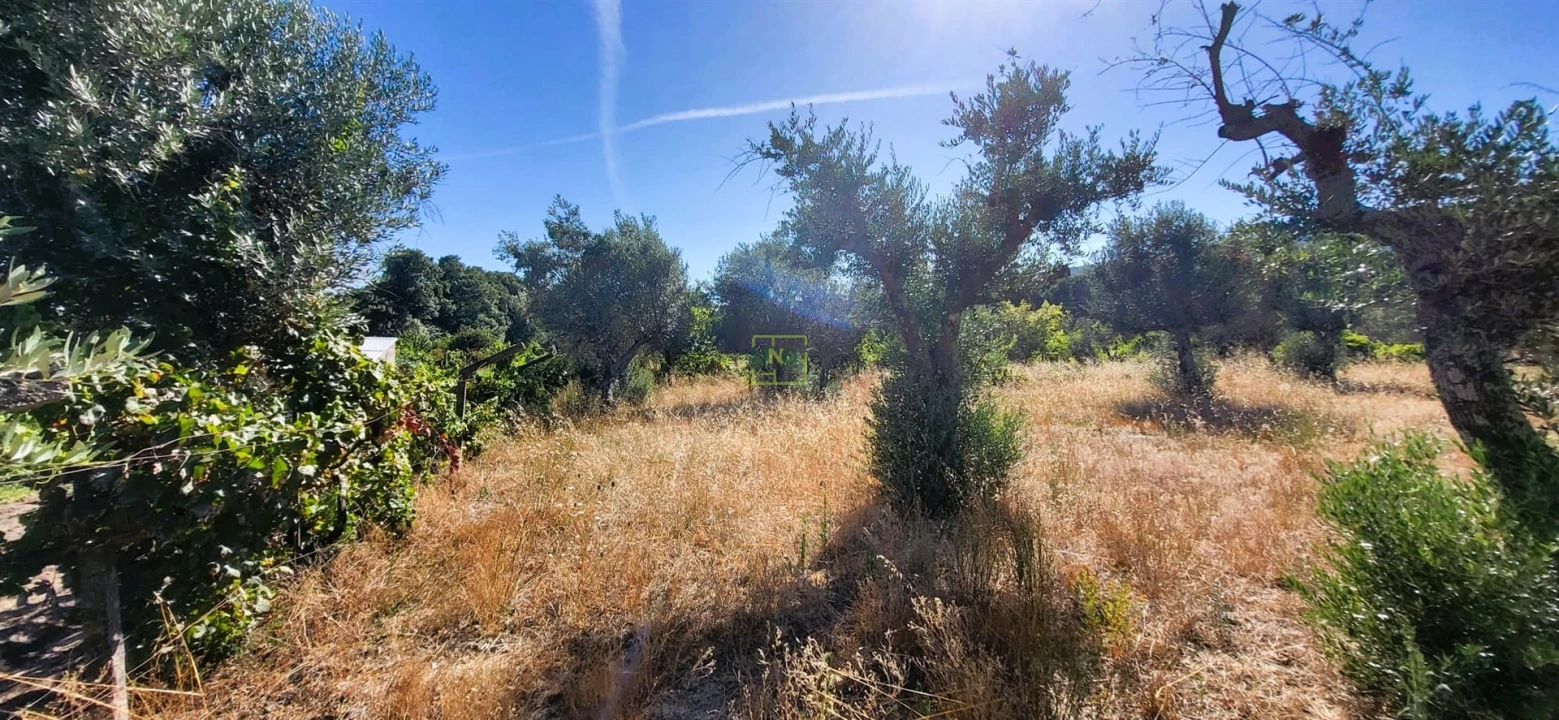 Quinta T0 para Venda em Louriçal do Campo Foto 6