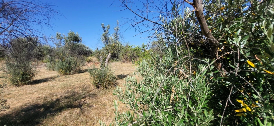 Quinta T0 para Venda em Louriçal do Campo Foto 18