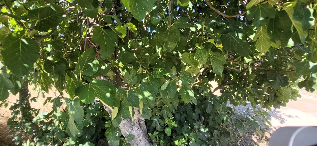 Quinta T0 para Venda em Louriçal do Campo Foto 15