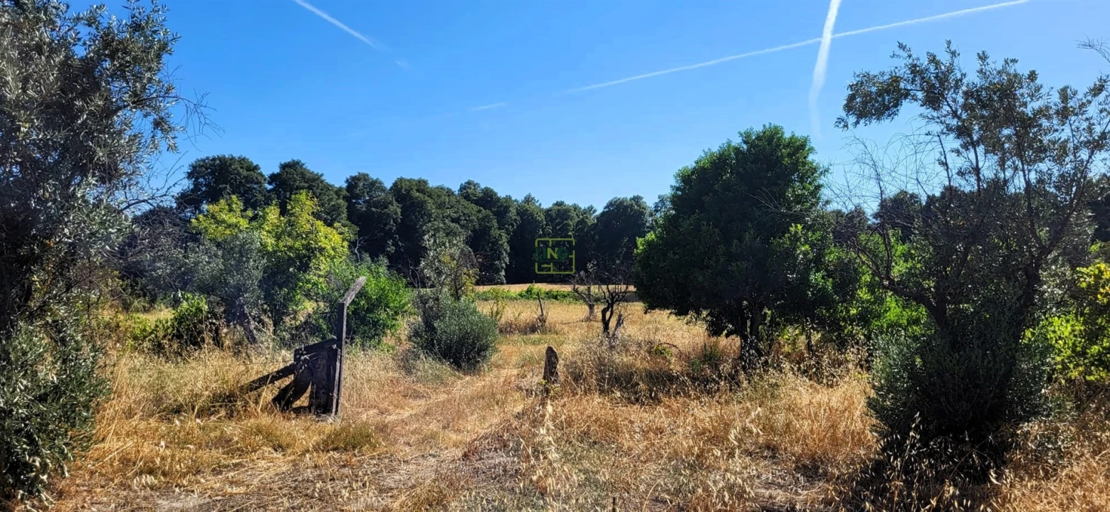 Quinta T0 para Venda em Louriçal do Campo Foto 22