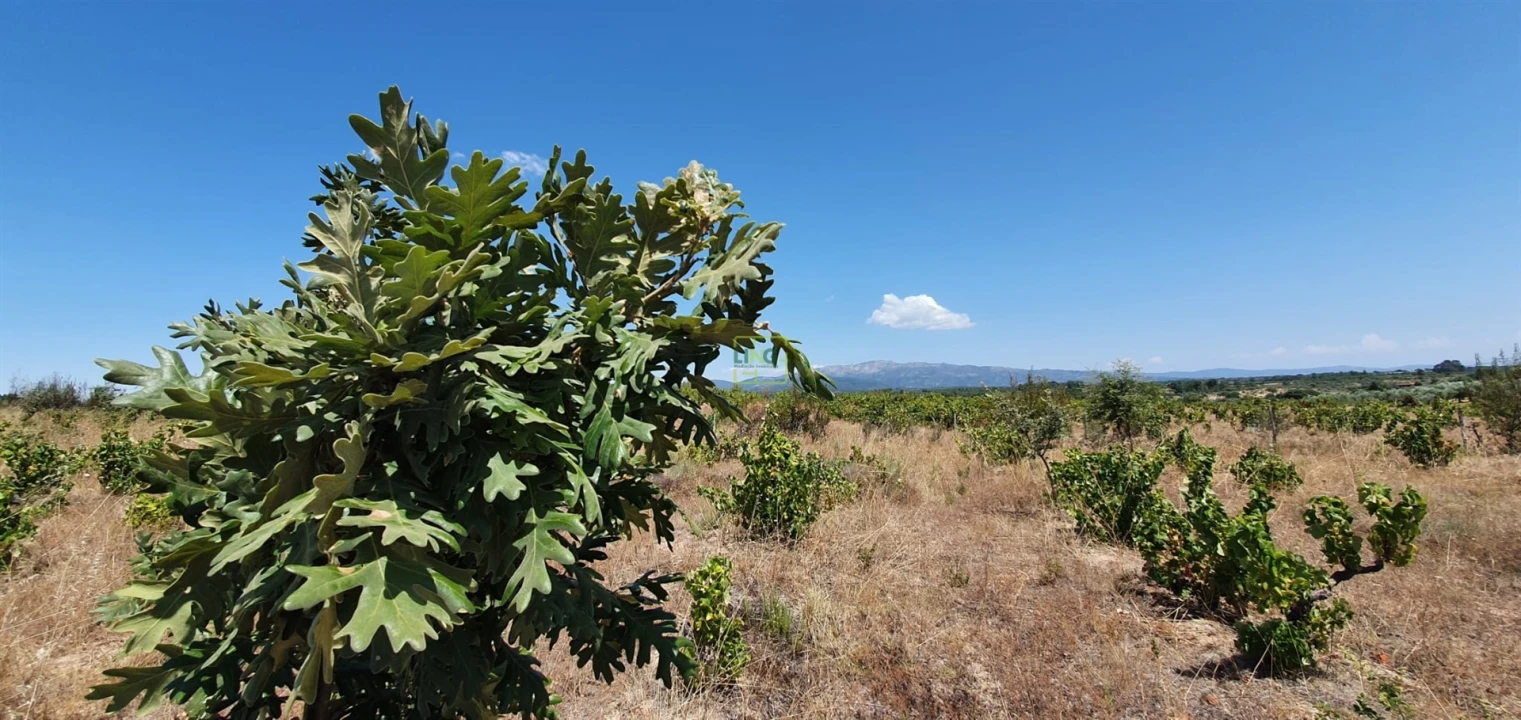 Terreno Agricola ou Rústico para Venda em Tinalhas Foto 30