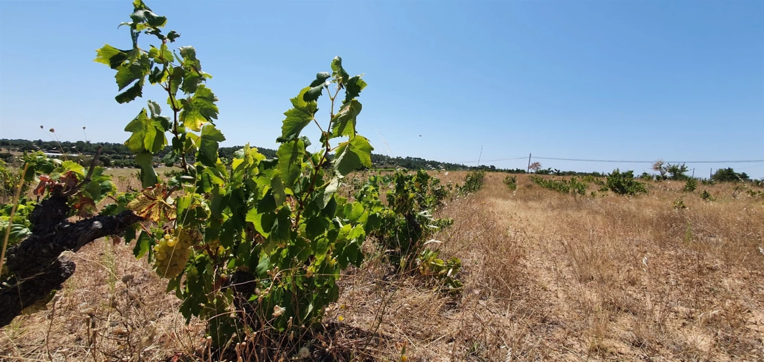 Terreno Agricola ou Rústico para Venda em Tinalhas Foto 32