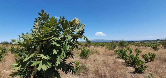 Terreno Agricola ou Rústico para Venda em Tinalhas