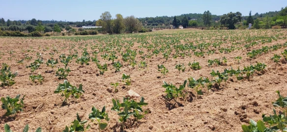 Terreno Agricola ou Rústico para Venda em Tinalhas