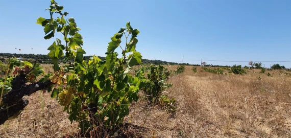 Terreno Agricola ou Rústico para Venda em Tinalhas