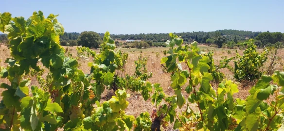 Terreno Agricola ou Rústico para Venda em Tinalhas
