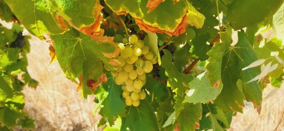 Terreno Agricola ou Rústico para Venda em Tinalhas