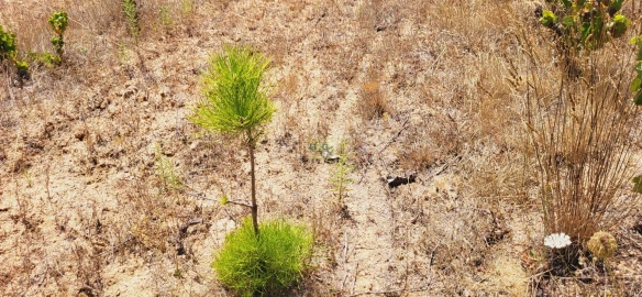 Terreno Agricola ou Rústico para Venda em Tinalhas