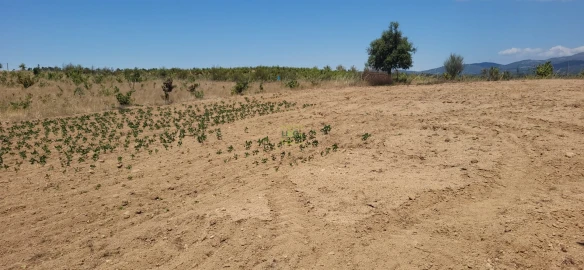 Terreno Agricola ou Rústico para Venda em Tinalhas