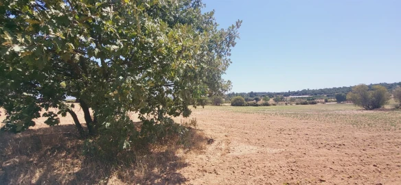 Terreno Agricola ou Rústico para Venda em Tinalhas