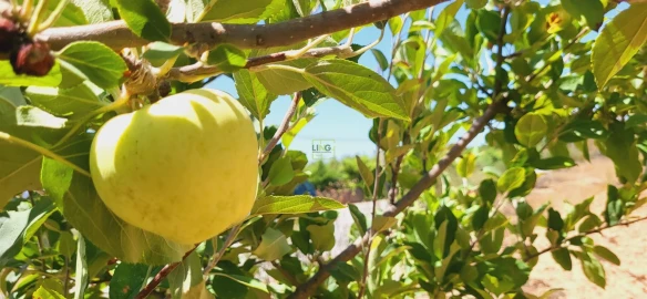 Terreno Agricola ou Rústico para Venda em Tinalhas
