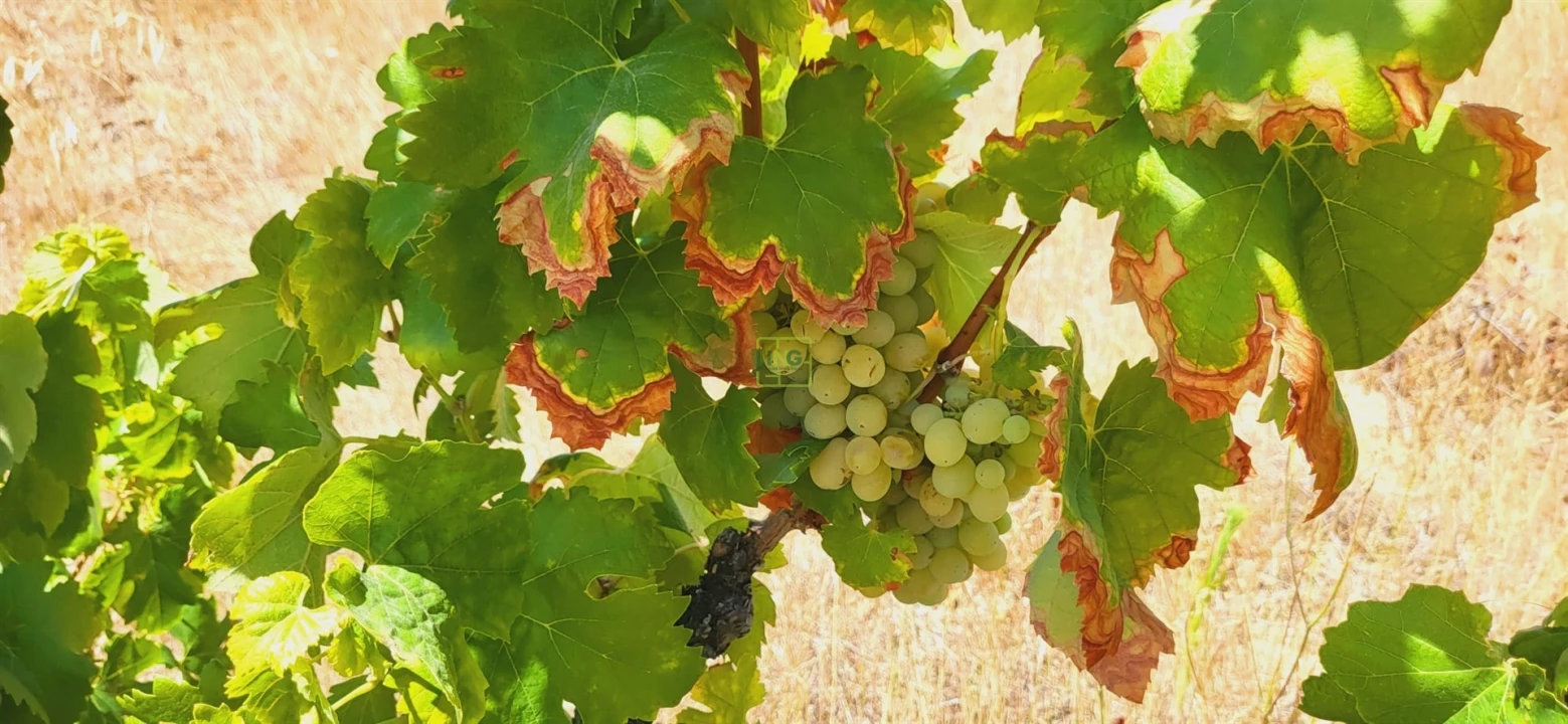 Terreno Agricola ou Rústico para Venda em Tinalhas Foto 23