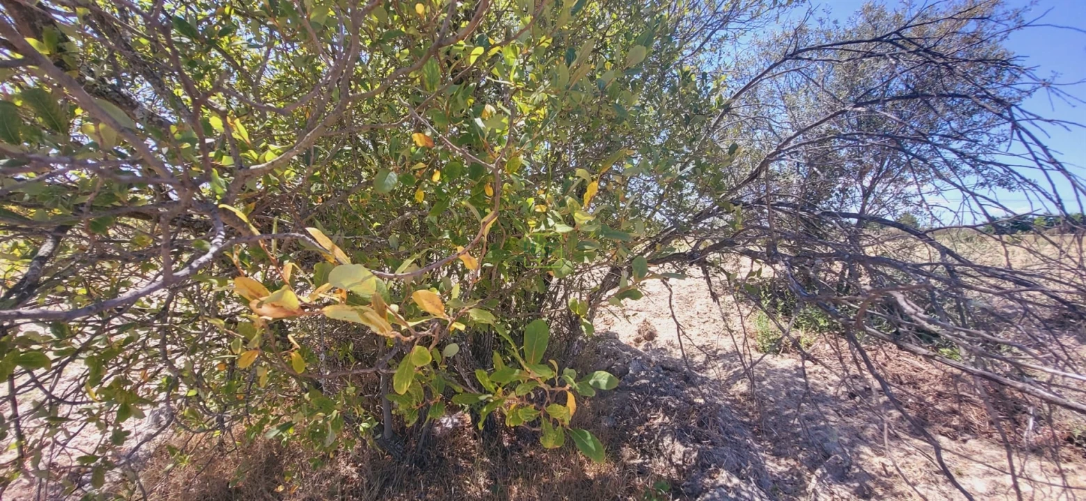 Terreno Agricola ou Rústico para Venda em Tinalhas Foto 15