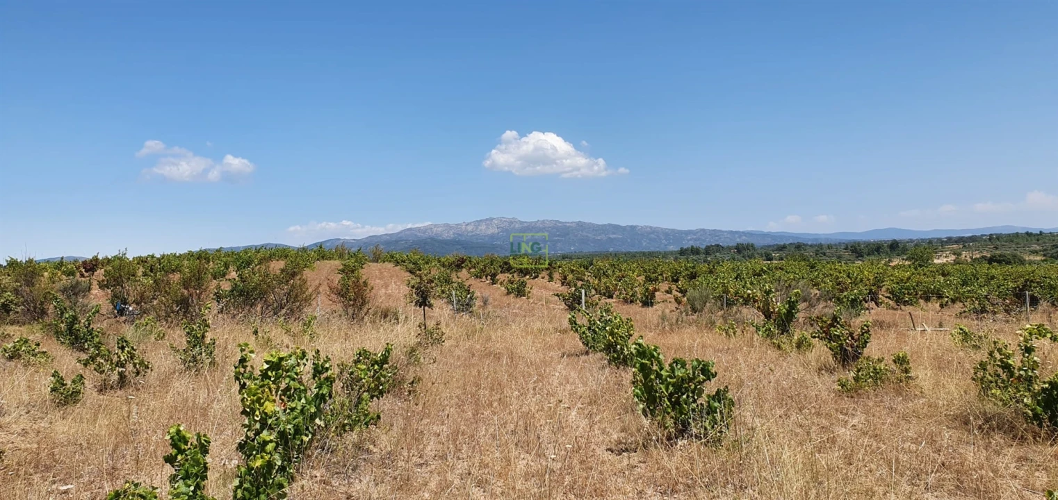 Terreno Agricola ou Rústico para Venda em Tinalhas Foto 31