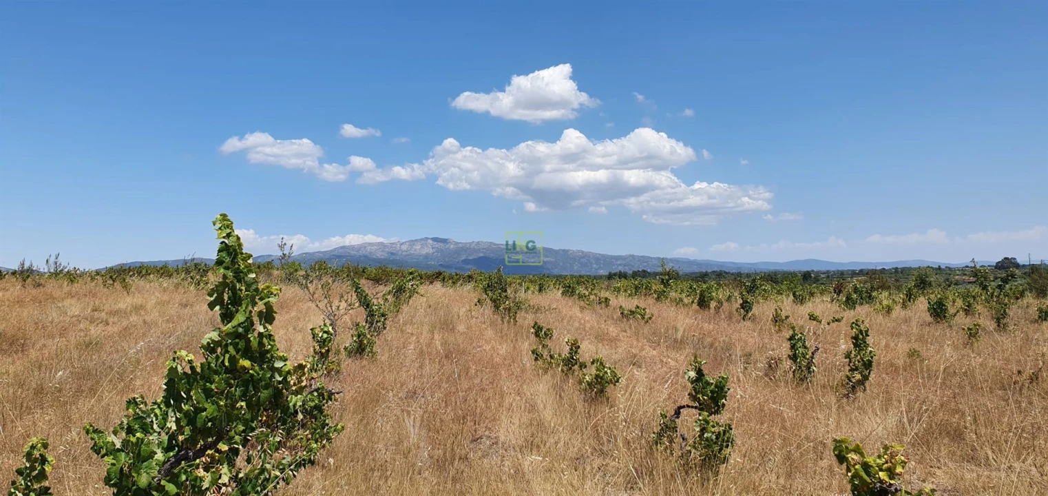Terreno Agricola ou Rústico para Venda em Tinalhas Foto 33