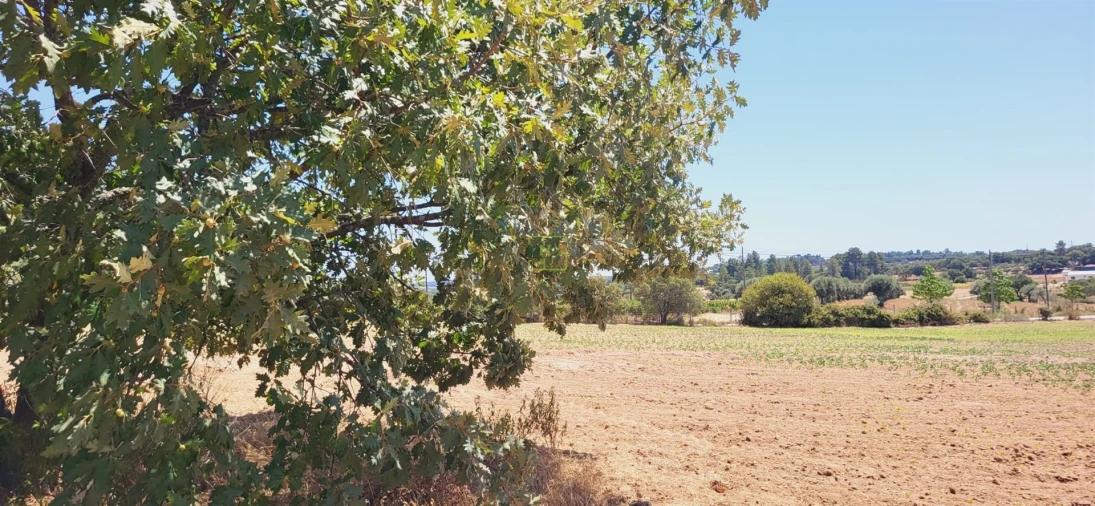 Terreno Agricola ou Rústico para Venda em Tinalhas Foto 13