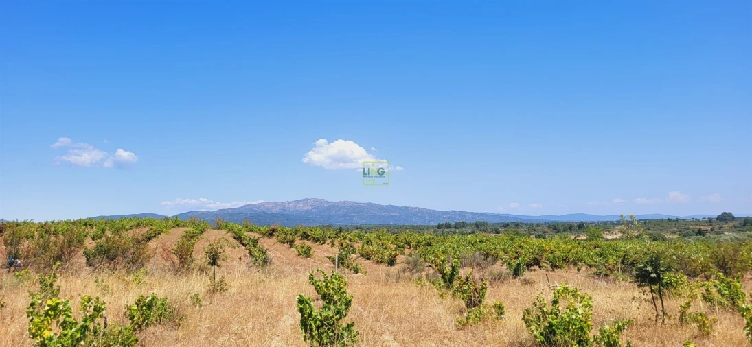 Terreno Agricola ou Rústico para Venda em Tinalhas Foto 9
