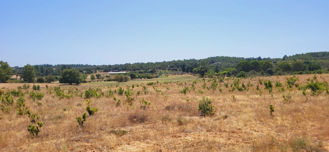 Terreno Agricola ou Rústico para Venda em Tinalhas Foto 6