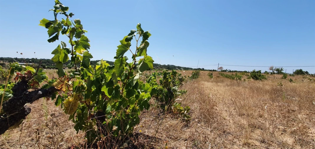 Terreno Agricola ou Rústico para Venda em Tinalhas Foto 32